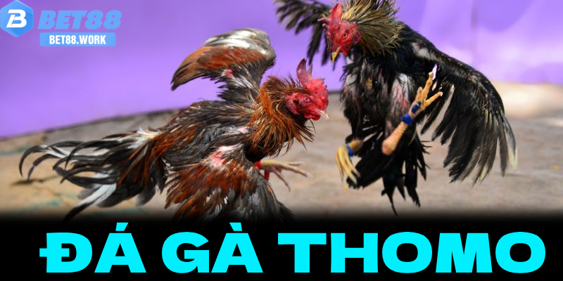 Đá Gà Thomo Bet88 – Điểm Hẹn Của Những Trận Đấu Đỉnh Cao