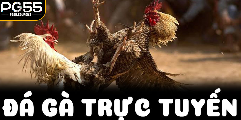 Khám phá Đá Gà Trực Tuyến tại PG55 theo cách riêng