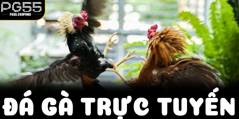 Cánh cửa đầu tiên dẫn vào thế giới đá gà trên Internet